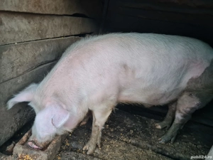 Porc de vânzare Cluj - imagine 4