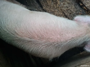 Porc de vânzare Cluj - imagine 2