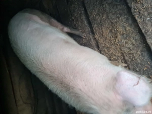 Porc de vânzare Cluj