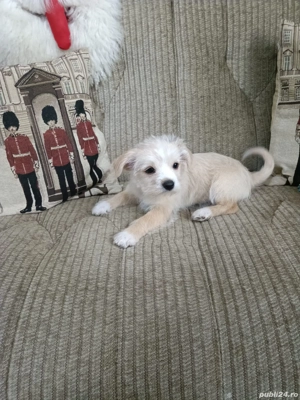 Shih Tzu 2 luni - imagine 2