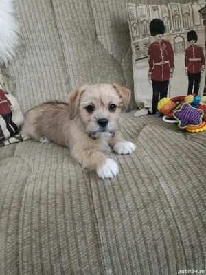 Shih Tzu 2 luni - imagine 5