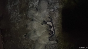 Vând 5 căței Kangali  - imagine 2