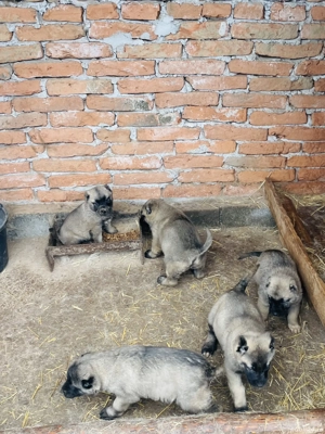 Vând 5 căței Kangali 