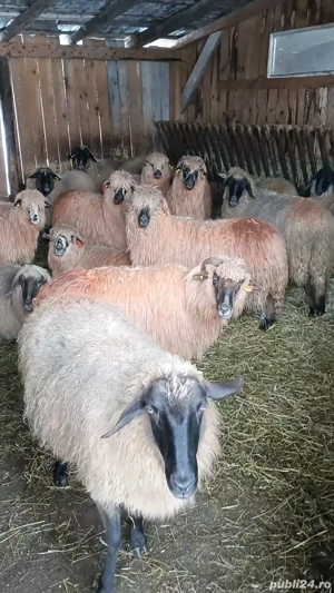 Vand oi țurcane  - imagine 5