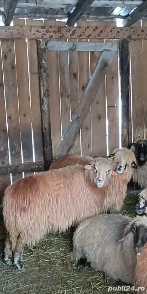 Vand oi țurcane  - imagine 2