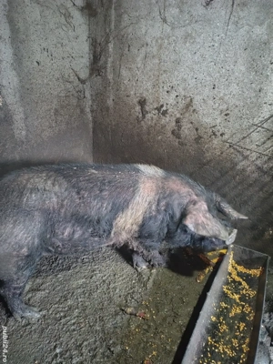 Disponibil vier bazna 