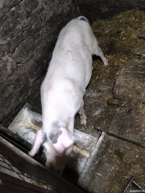 Scroafă gestanta - imagine 5