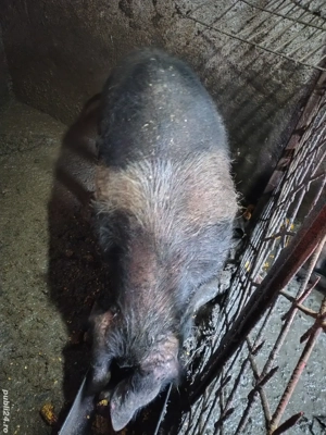 Disponibil vier bazna  - imagine 2