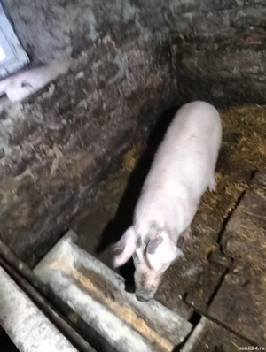 Scroafă gestanta - imagine 3