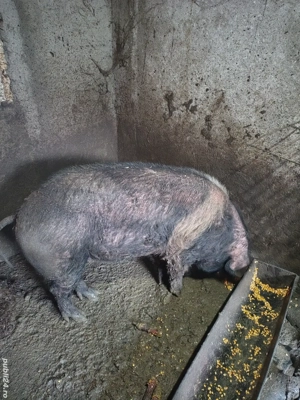 Disponibil vier bazna  - imagine 5