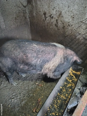 Disponibil vier bazna  - imagine 3