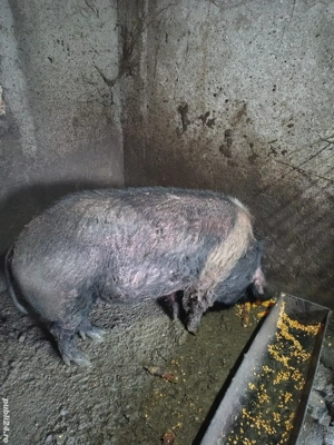 Disponibil vier bazna  - imagine 4