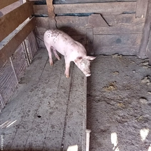 purcel castrat ,făcut ivomec 