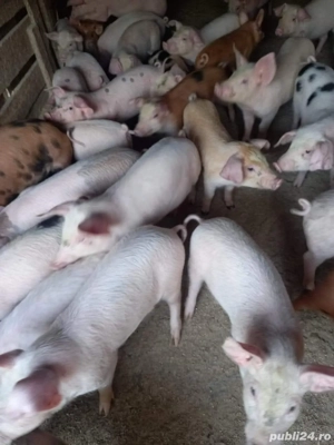 purcei de vanzare 