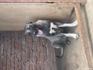 Vând 5 căței Kangali  - imagine 4