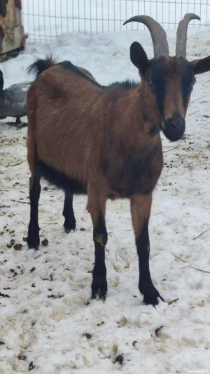 Alpina franceza - imagine 4