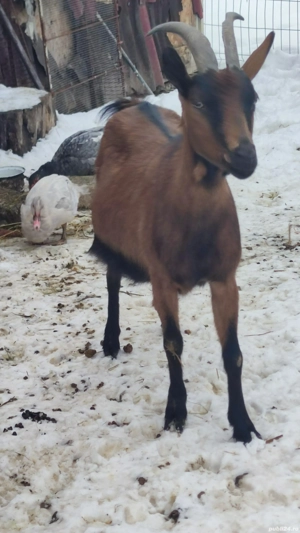 Alpina franceza - imagine 2