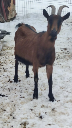 Alpina franceza - imagine 3