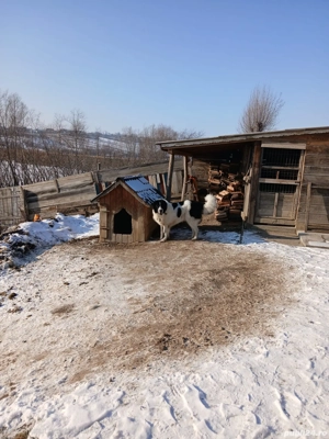 Ciobanesc de Bucovina - imagine 2