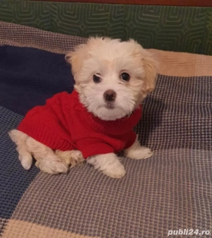 Vand bishon talie mica 7 saptamani