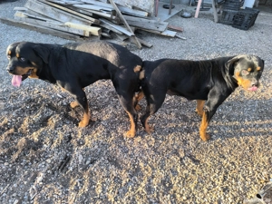 Pui Rottweiler  - imagine 3