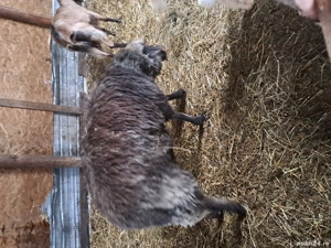 berbec de vanzare - imagine 4