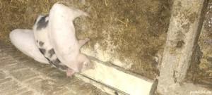 Vând purcei de 11 saptamani 