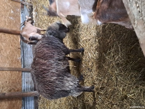 berbec de vanzare - imagine 2