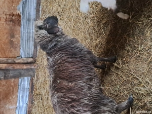 berbec de vanzare - imagine 3