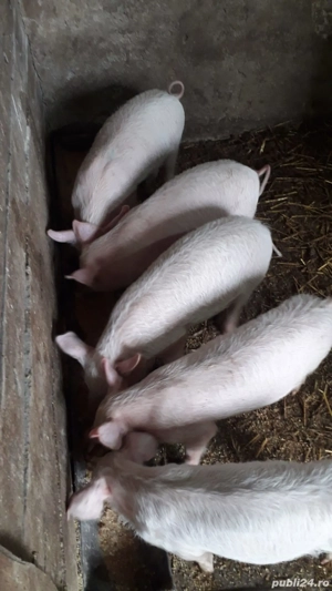 vand purcei - imagine 3