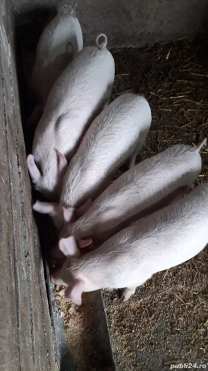 vand purcei - imagine 4