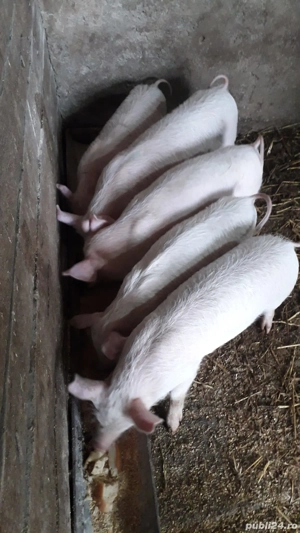 vand purcei - imagine 2