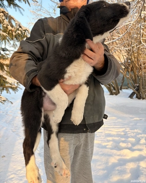 Catel de vanzare din tata Corb si mama Kangal - imagine 2