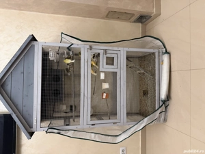 Canar de vânzare  - imagine 3