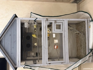 Canar de vânzare  - imagine 4