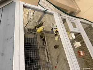 Canar de vânzare  - imagine 2