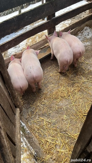 Vînd purcei 2 luni jumate - imagine 3