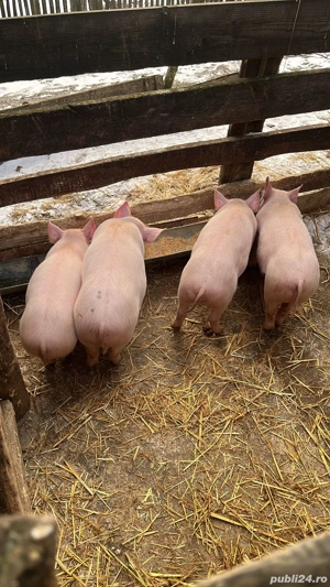 Vînd purcei 2 luni jumate - imagine 2