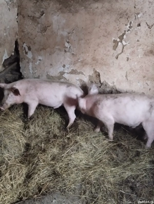 Vand porci landras 50 60kg