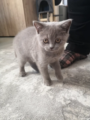 Puiuti British shorthair  - imagine 3