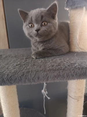 Puiuti British shorthair  - imagine 5