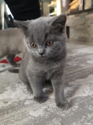 Puiuti British shorthair  - imagine 2