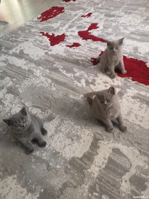 Puiuti British shorthair 