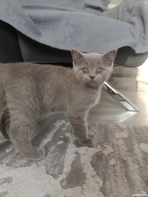 Puiuti British shorthair  - imagine 4
