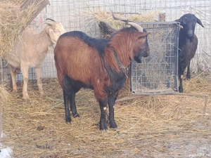 Capre anglonubiene  - imagine 3