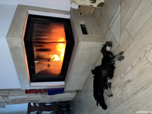 Vand Schnauzer Pitic