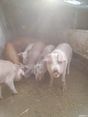 vind purcei  - imagine 5