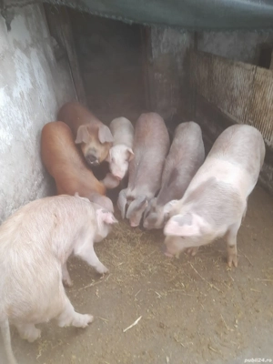 vind purcei  - imagine 2