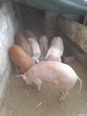 vind purcei  - imagine 3