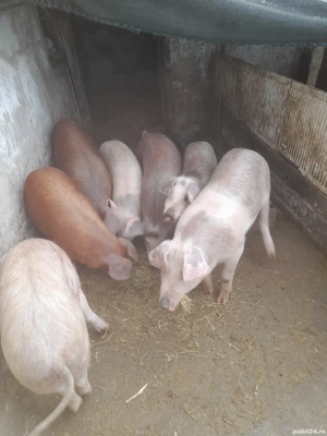 vind purcei  - imagine 4